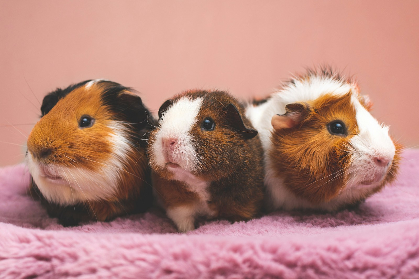 Guinea